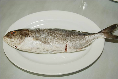  Cá Cu Đà Nẵng